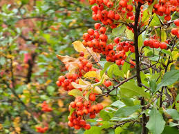 Image result for Pyracantha coccinea red column