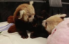 Red panda baby yoda panda emoji panda emoticons sticker. Red Panda Animated Gif Funny Animal Videos Baby Animals Animal Gifs