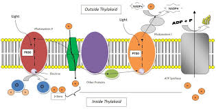 The thylakoid membrane contains some integral membrane protein complexes that catalyze the light reactions. Ib Biology Hl