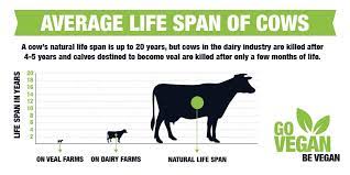 Duncan Kerr On Twitter A Cow S Natural Life Span Is Up To 20 Years But Cows In The Dairy Industry Are Killed After 4 5 Years And Calves Destined To Become Veal Are