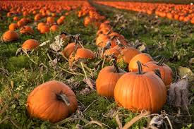 Whisk together eggs, pumpkin, oil and water; 13 Food Tips For Your Local Pumpkin Patch Chowhound