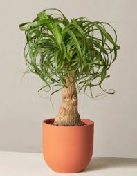 We did not find results for: Ponytail Palm Guide How To Take Care Of A Ponytail Palm