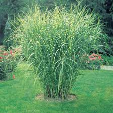 Plants grow 4 to 5 feet tall. Zebra Grass Gurney S Seed Nursery Co
