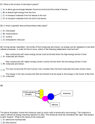 Mitochondria is the organelle in which cellular respiration occur. Cellular Energy 1 Photosynthesis Is Carried Out By Which Of The Following Pdf Free Download