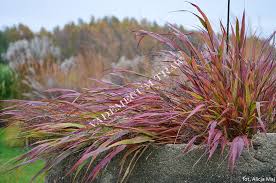 Image result for hakonechloa macra nicolas