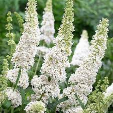 Butterfly Bush White Profusion Buddleja Davidii White Gardens Butterfly Bush