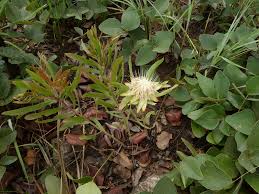 Image result for Protea micans