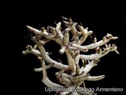 Image result for Buchholzia