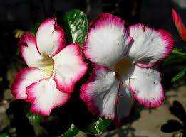 Batangnya lunak dan dapat menyimpan banyak air. Hd Wallpaper Bunga Kamboja Jepang Jawa Indonesia Flower Adenium Pink Wallpaper Flare