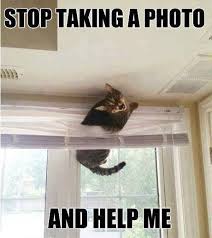 24 Cats Who Realize They Ve Made A Huge Mistake Funny Cats And Dogs Funny Animal Pictures Funny Animals
