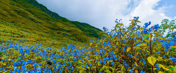 This valley was discovered by frank s smythe in the year 1931. The Valley Of Flowers In Uttarakhand Himalayas Opening Dates 2021 Best Time Visit Etc