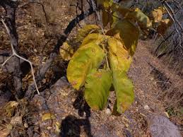 Image result for Multidentia crassa