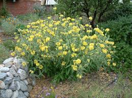 Image result for Phlomis fruticosa