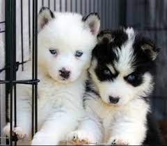 Alaskan Klee Kais Pomskys And Miniature Huskies Pomskys Cute Dogs Baby Animals Cute Animals