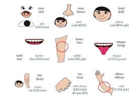 Most of these words are used in everyday speech and are useful in many situations note that when referring to parts of the body in spanish, we generally use the definite article (el, los, la, las) rather than a possessive pronoun. Teach Your Child Spanish With Bilingual Flashcards Fun For Ages 3 6