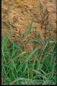 Image result for Echinochloa colona