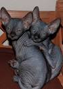 Bemisu Sphynx, Denver Colorado, Colorado sphynx, Sphynx ...