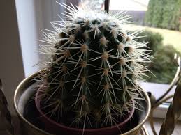 How to watch pptv shows and movies online. Pptv For Mac Download Peatix