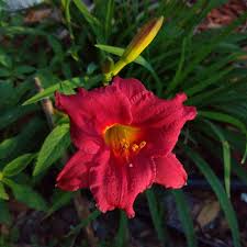Check spelling or type a new query. Hemerocallis Little Business Daylily Little Business In Gardentags Plant Encyclopedia