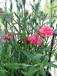 Full Size Picture Of Carnation Garden Spice Coral I Dianthus Caryophyllus I Dianthus Flowers Flowers Perennials Dianthus Caryophyllus