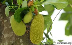 Image result for Artocarpus heterophyllus
