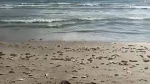 Red Tide Fish Kill Near Lori Wilson Park In Cocoa Beach