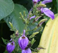 Image result for Brillantaisia oligantha