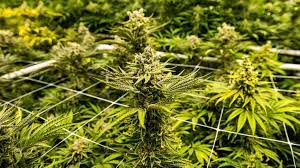 Male vs female cannabis plants can be male, female, or hermaphroditic, but the plants that are consumed are most often female. Cannabis Marijuana Facts Effects And Hazards