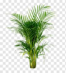 Madagascar Palm Illustration Areca Palm Arecaceae Houseplant Ornamental Plant Potted Plant Free Png Ornamental Plants Dahlia Flower Garden Taro Plant