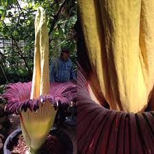 Trudy The Corpse Flower Corpse Flower Corpse Flower Bloom Bloom