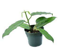 Image result for Microcoelia globulosa