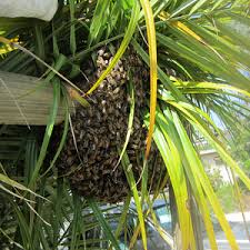 They are probably looking for a place to rest while scout bees are searching for a new home for the colony. What To Do When A Bee Swarm Lands In Your Yard Bee Best Bee Removal