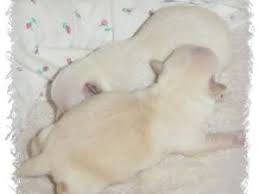 Akc chihuahua breeders in riverside, california. Chihuahua Puppies In California