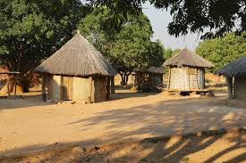 Image result for Cryptosepalum exfoliatum