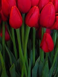 We love visiting pike place market! Pin By Pike Place Market On Spring Tulips Art Tulips Red Flowers