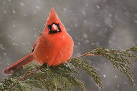 This list ranks the best spiky haired anime characters, with the help of your votes. Get To Know These 20 Common Birds Audubon