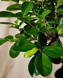 Image result for F kus Ficus