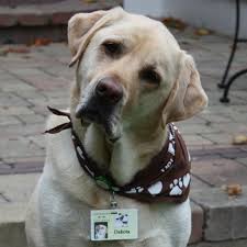Yellow Lab Chien Cheval