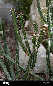 Image result for Euphorbia griseola