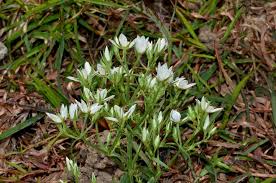 Image result for Swertia erosula