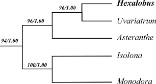 Image result for Monodora stenopetala