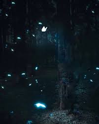 Picsart Amazing Dark Night Butterfly Photo Editing Background Png Download Best Photo Ed Light Background Images Dslr Background Images Blur Photo Background