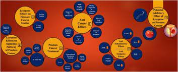 There were no associations of lycopene with prostate cancer risk. Potential Inhibitory Effect Of Lycopene On Prostate Cancer Sciencedirect