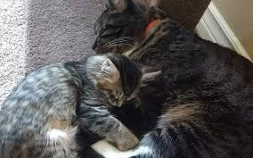 On global cat day, we focus on bringing compassion and aid to cats, especially community cats, and cats who live outdoors. Global Cat Day At Andrews Tax Accounting Andrews Tax Accounting