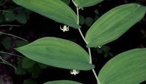 Image result for Streptopetalum