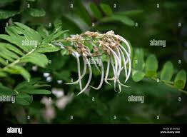 Image result for Sophora velutina