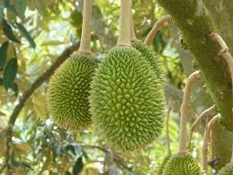 Langkah pertama yang harus anda lakukan ketika ingin menanam buah durian adalah pembenihan. Cara Menanam Durian Perhatikan 7 Langkah Ini