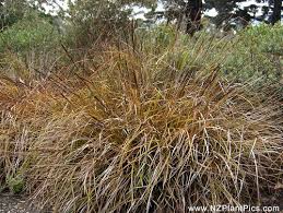 Image result for Brachythrix glomerata