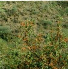 Image result for Anisotes