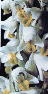 Image result for Zeuxine